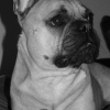 Photo de Diesel