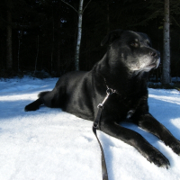 Photo de profil de Nalo
