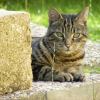 Photo de Sphinxy