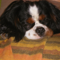 Photo de profil de Dévis