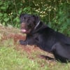 Photo de Ekö, Cane Corso