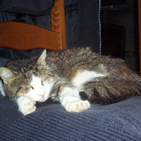 Photo de profil de Minouche