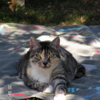 Photo de profil de Soquette