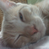 Photo de Shiva