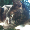 Photo de Pépito