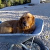 Photo de Toinette