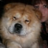 Photo de Athena, Chow Chow