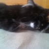 Photo de Domino