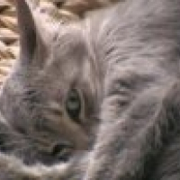 Photo de profil de Kali