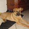 Photo de Dino