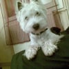 Photo de Berlioz  (dit loulou)