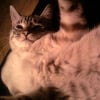 Photo de Gismo, Bengal