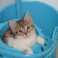 Photo de profil de Mirabelle
