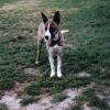 Photo de Tara