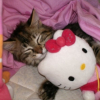 Photo de Kitty