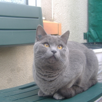 Photo de profil de Grizou