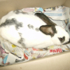 Photo de Darwin