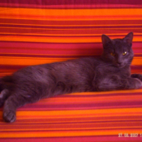 Photo de profil de Tipoune