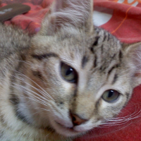 Photo de profil de Speedy