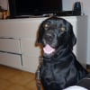 Photo de Sanka