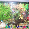 Photo de Des,guppys
