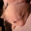 Photo de Bouli