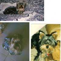 Photo de profil de Tomy