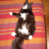 Photo de Wisky