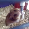 Photo de Micky, Hamster