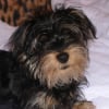 Photo de Darwin, Schnauzer