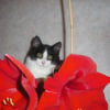 Photo de Mao
