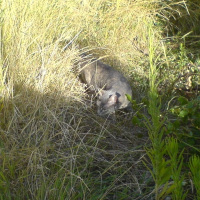 Photo de profil de Bellissima