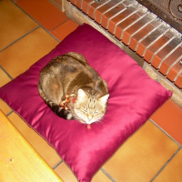 Photo de profil de Tara