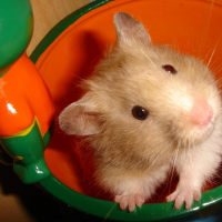 Photo de profil de Titi