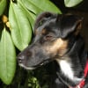 Photo de Chocolat, Fox Terrier