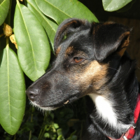 Photo de profil de Chocolat