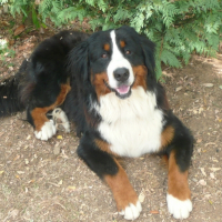 Photo de profil de Dyson
