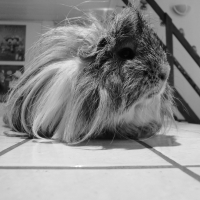 Photo de profil de Anatole