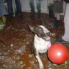 Photo de Spyke