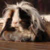 Photo de Epsilon, Cochon d’Inde