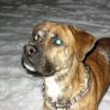 Photo de Simba