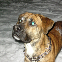 Photo de profil de Simba