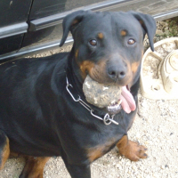 Photo de profil de Vena