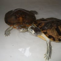 Photo de profil de Lili & nina