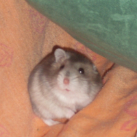 Photo de profil de Cookie