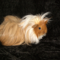 Photo de profil de Zoé