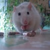 Photo de Yummi