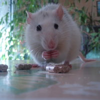 Photo de profil de Yummi