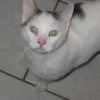 Photo de Tisha