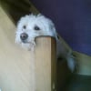 Photo de Robbyn